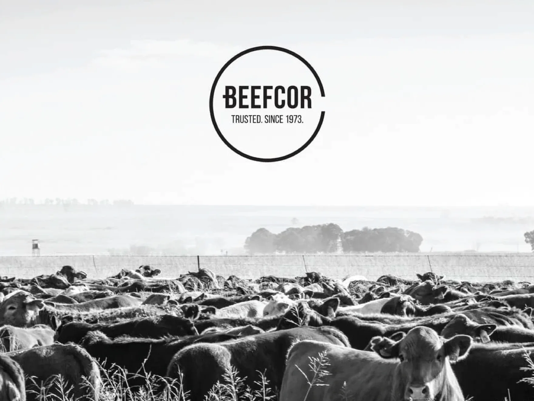 Beefcor — design detail